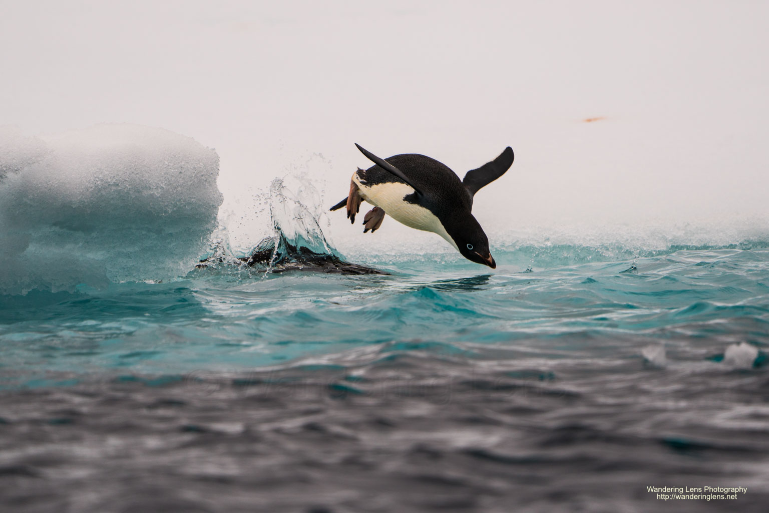 An Adelie Penguin going for a swim.