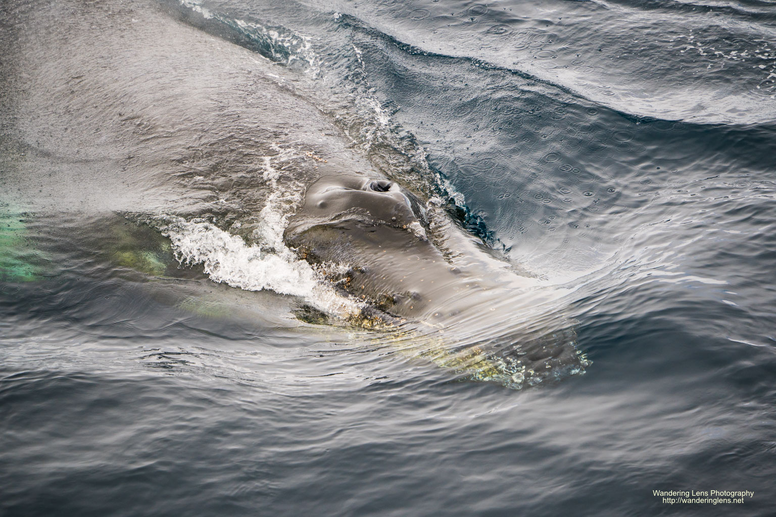 A humpback whale up close