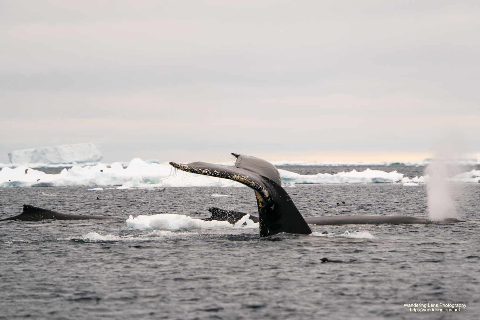 A humpback whale diving deep