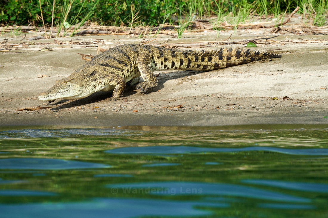 A crocodile entering Lake Tanganyika