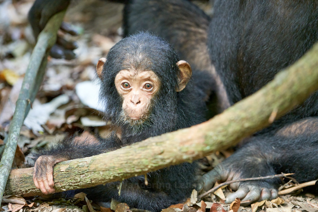 A baby chimpanzee
