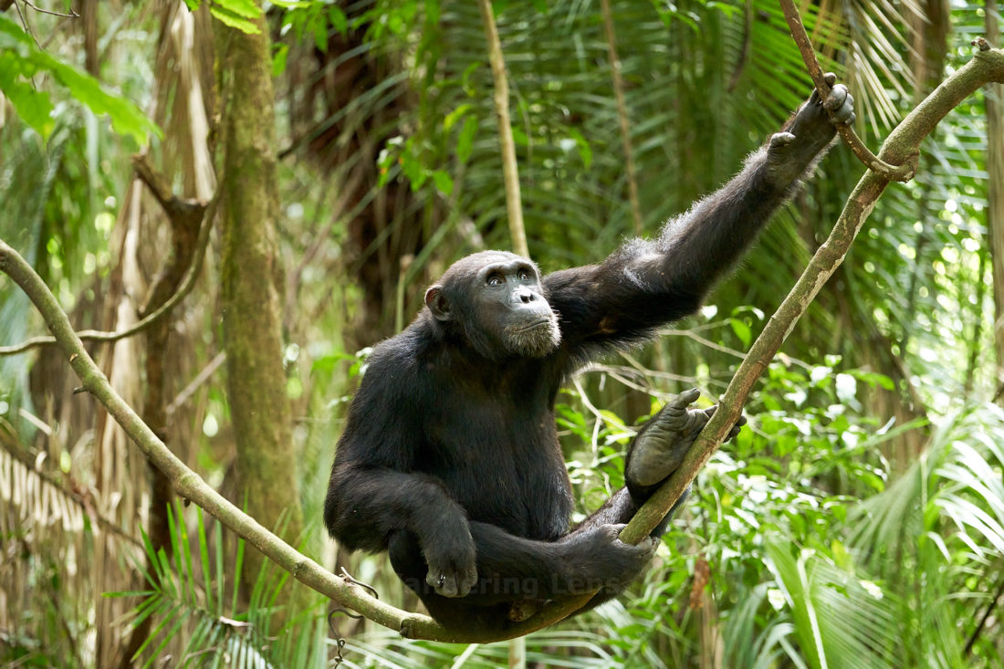 How a chimpanzee makes a hammock