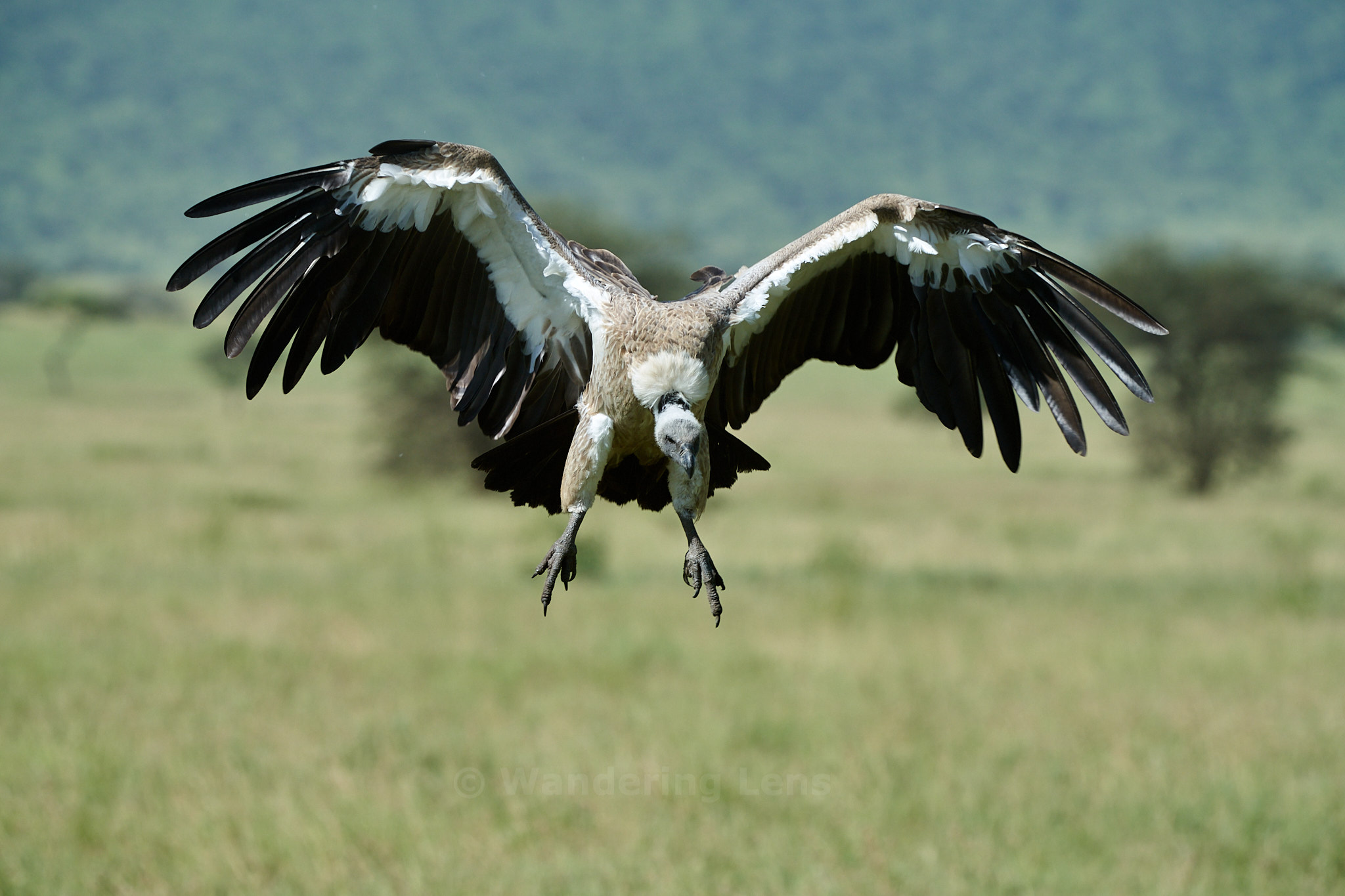 A vulture landing at a recent buffalo kill