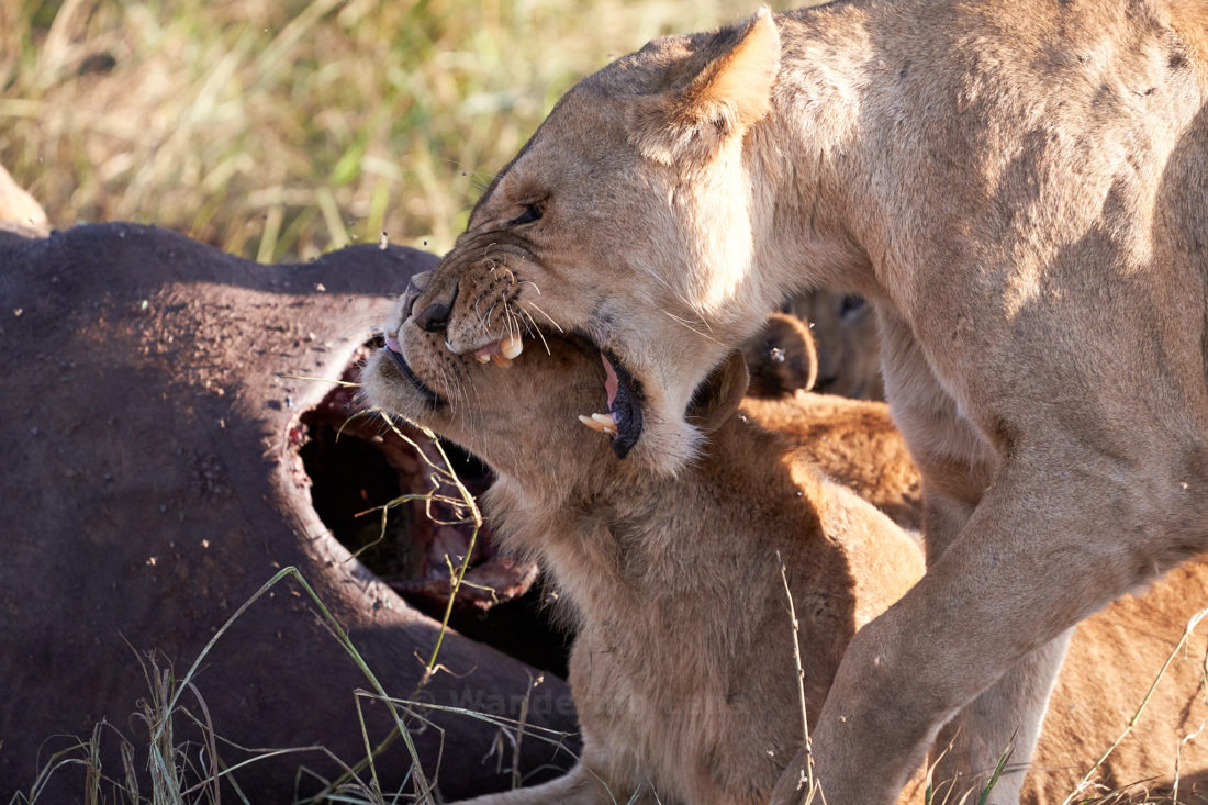 An intimate moment after eating on a recently killed buffalo