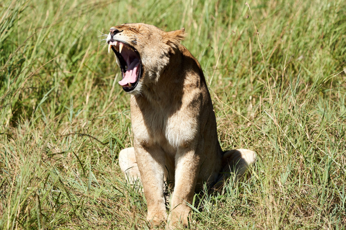 Even my yawn look ferocious!