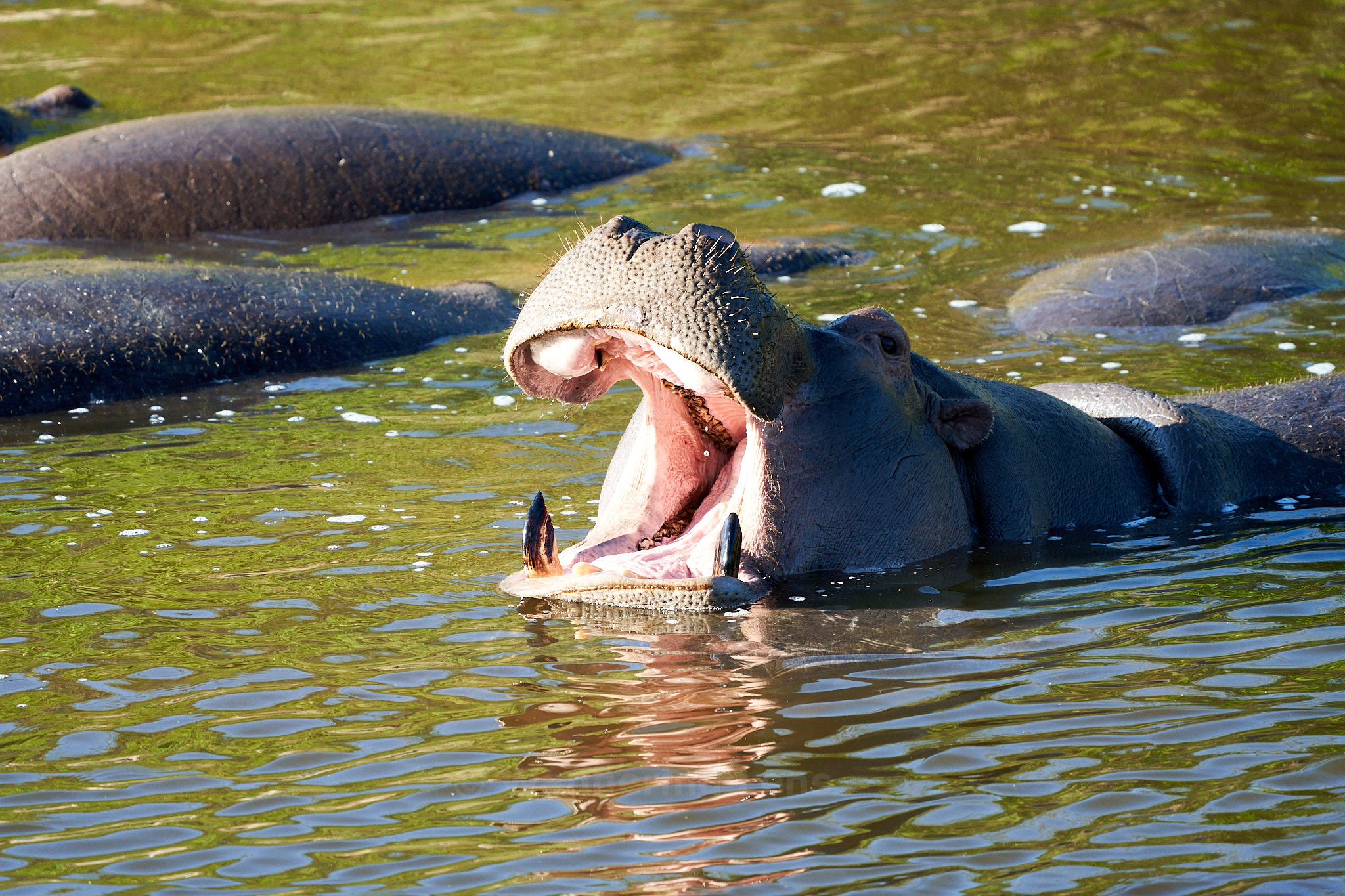 Hippos staying cool in the water showing off their teeth