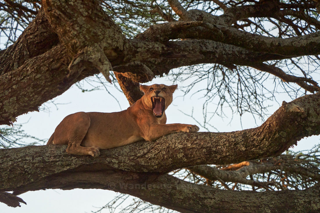 A female lion resting in a tree