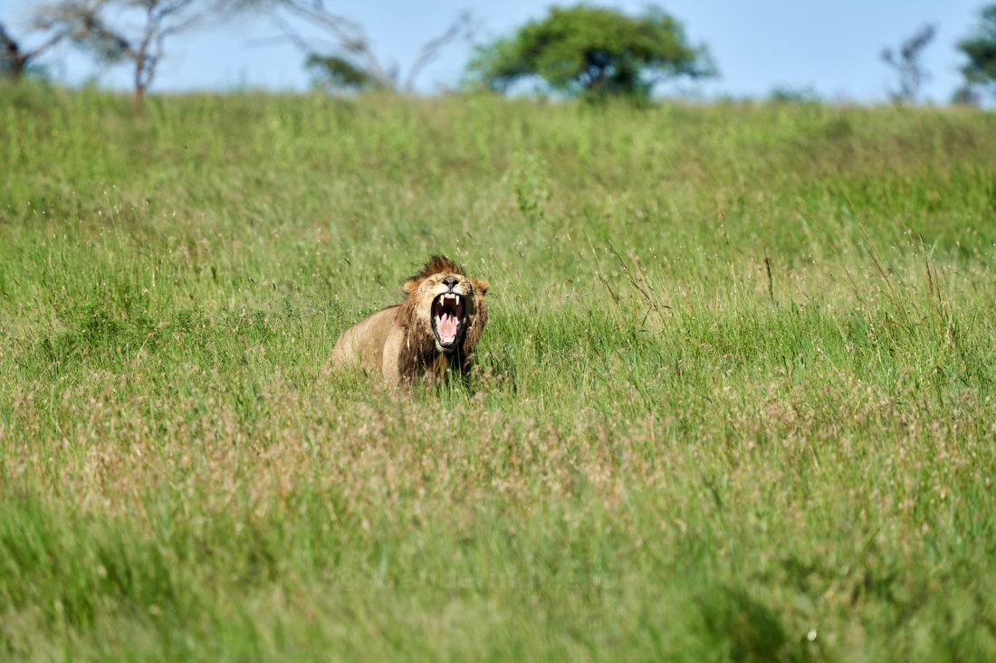 Roar across the Serengeti