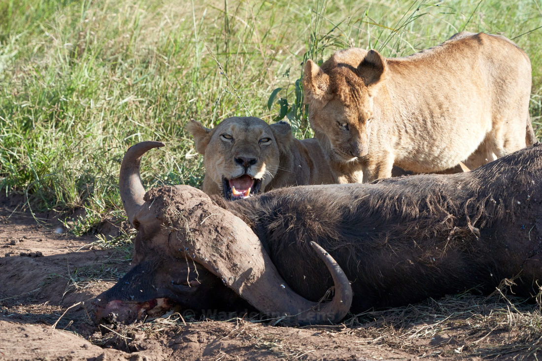 A lion must protect their kill