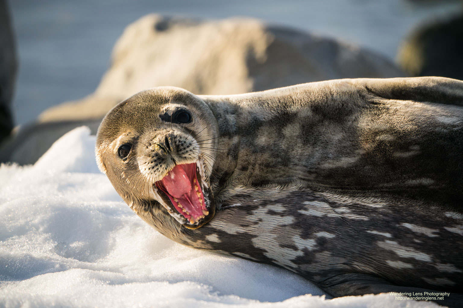 A Weddell Seal on the ice